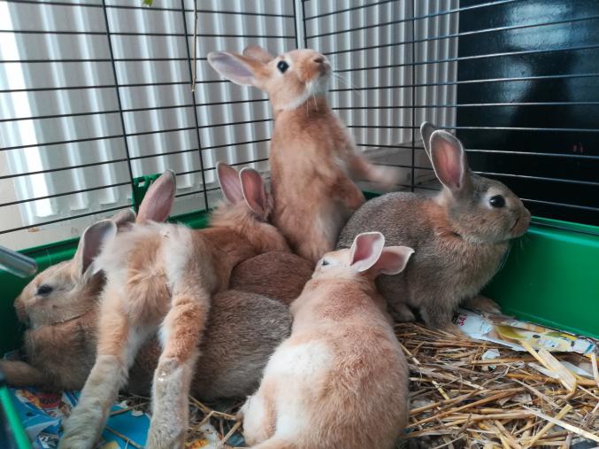 6 lapereaux à adopter