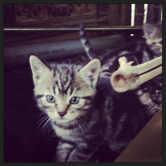 Donne 1 chaton mâle tigré