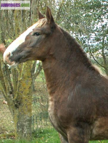 Poulain Trait Breton de 1 an