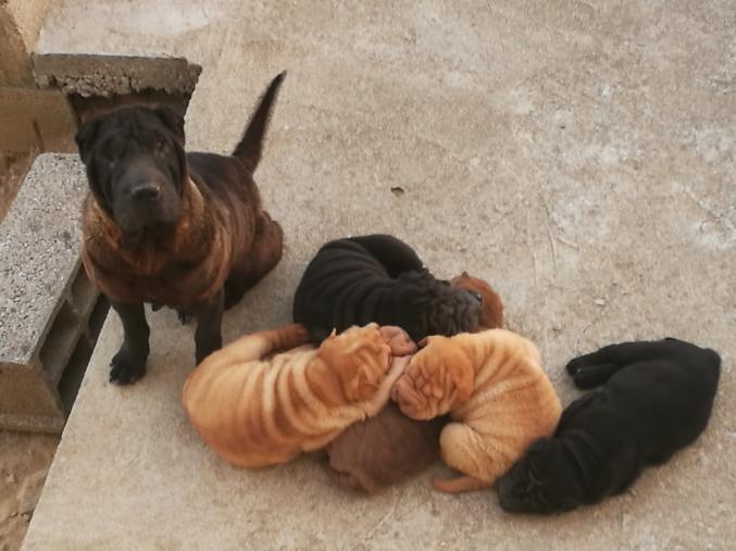 A vendre 6 chiots d'apparence shar pei