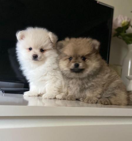 Jolies chiots spitz nain