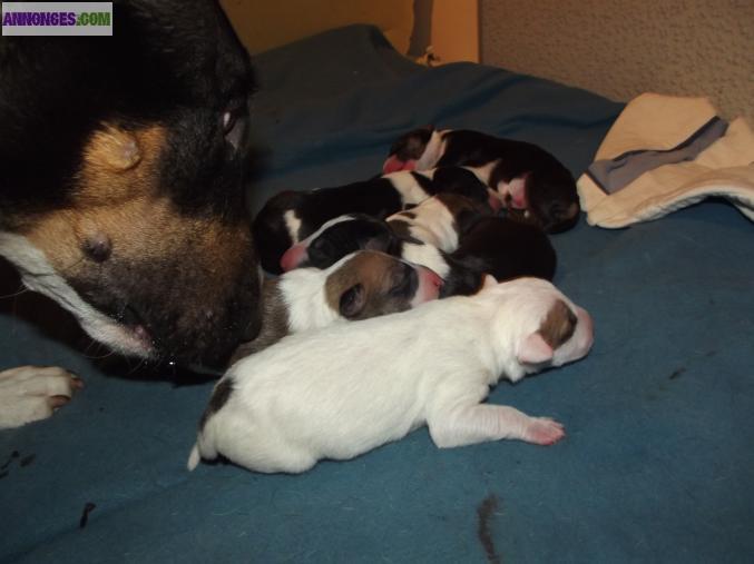 Chiots d'appartenance Bull Terrier non lof