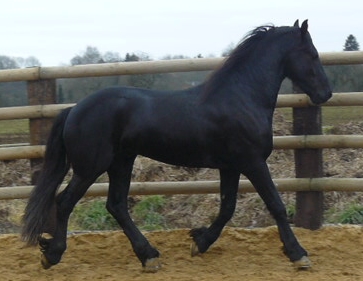 CèdeHongre Frison 5ans