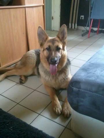 Chiot berger allemand