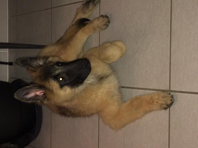 CHIOTS BERGER BELGE TERVUEREN