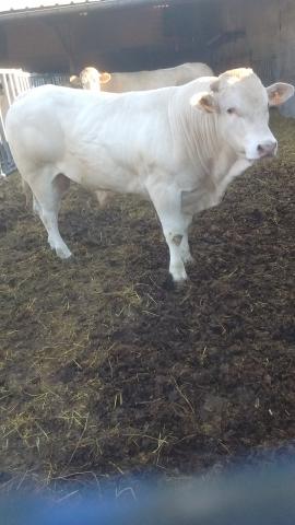 TAUREAU BLOND DAQUITAINE