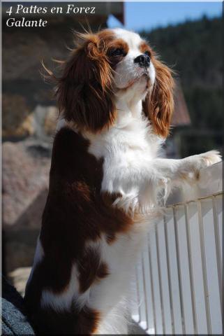 SUPPORTS PUBLICITAIRES ANIMALIERS