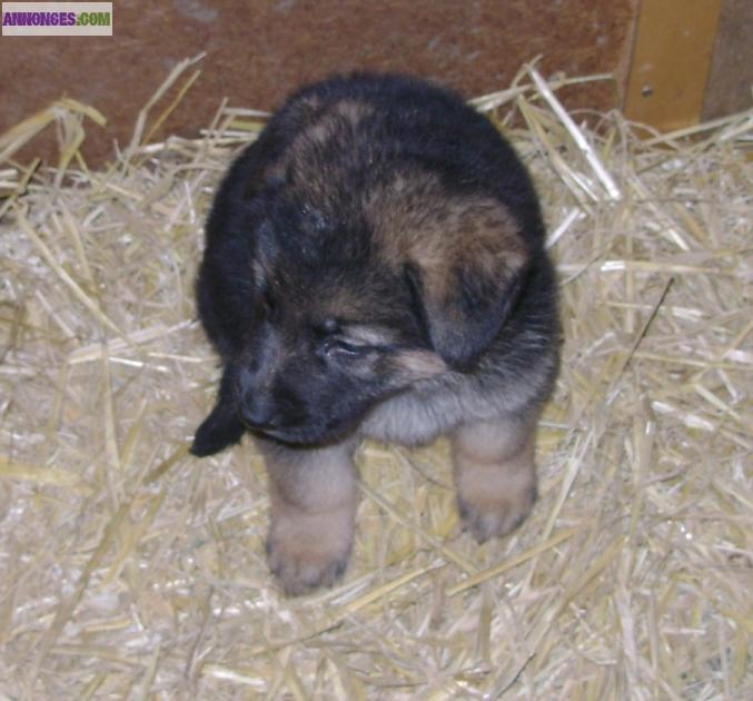 Chiots berger allemand inscrit au LOF à réserver