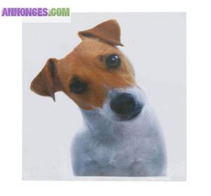 Service gardiennage animaux