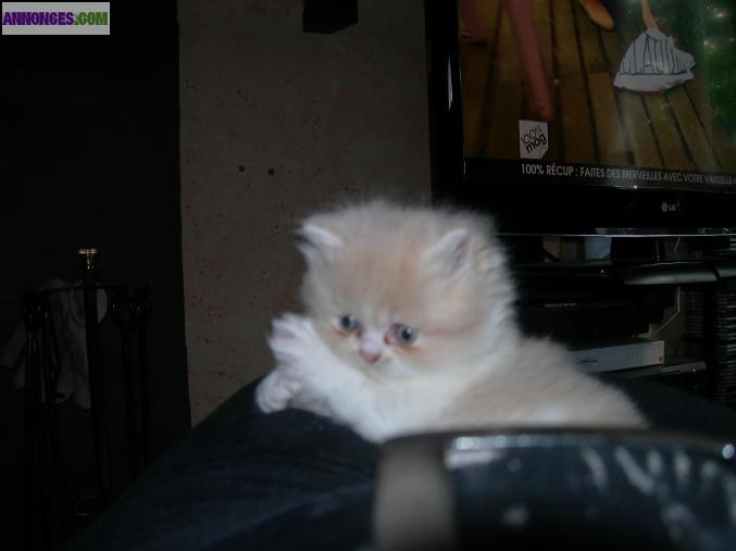 Chatons persans non loof