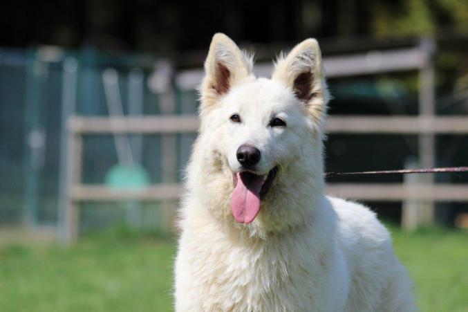 Berger blanc suisse