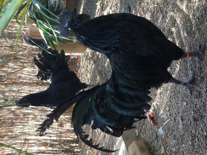 AYAM CÉMANI Oeufs  Fécondés Race Pure Qualité rare 