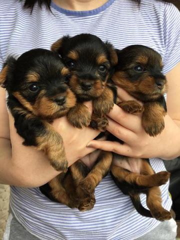 Très jolis Bébés Yorkshire Terrier Pure Race