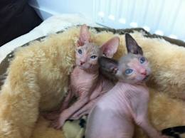 Magnifiques chatons sphynx LOOF