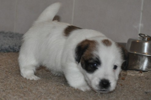 Donne Chiot jack rusel 