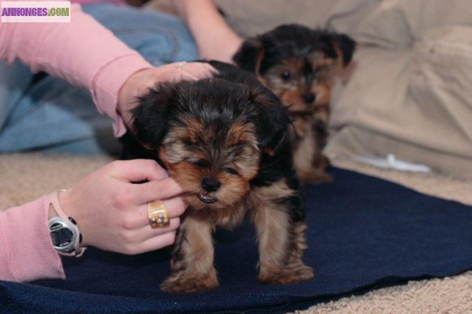 Bebe chiots yorkshire a donner