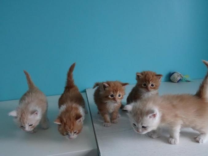 Magnifiques chatons Maine Coon