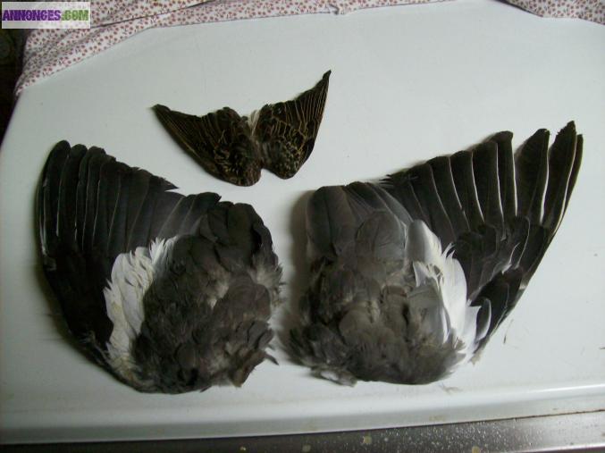 Plumes  peche a la mouche