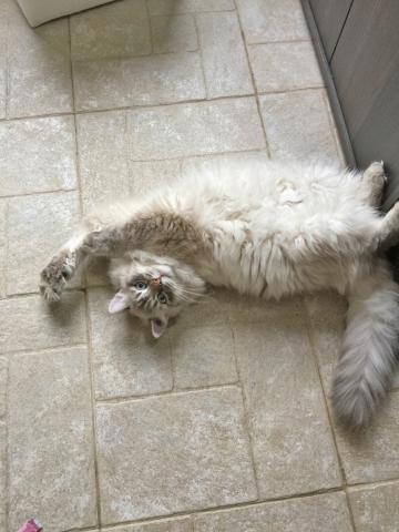 Pension pour chiens et chats en haute-vienne limousin 87