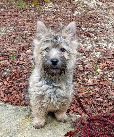 CHIOT CAIRN TERRIER