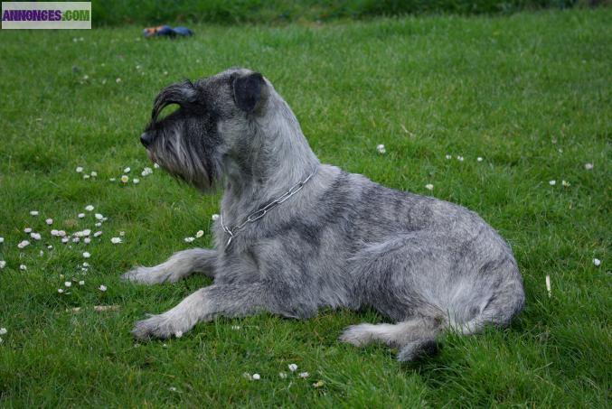 Saillie shaunzer moyen