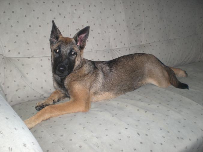 Berger malinois