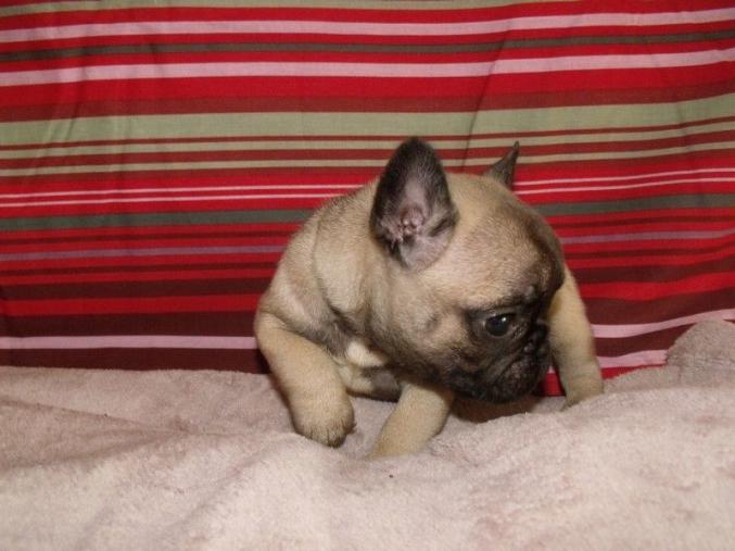 Jerry Jolie Chiot de type bouledogue français male