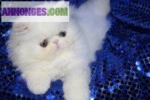 Chatons Persans et exotic shorthair type non LOOF