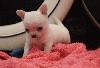 Superbes Chiots Chihuahua