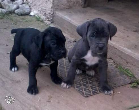 Chiots  de type cane corso de parents LOF 