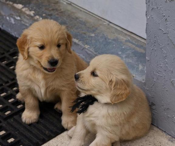 CHIOTS GOLDEN RETRIEVER