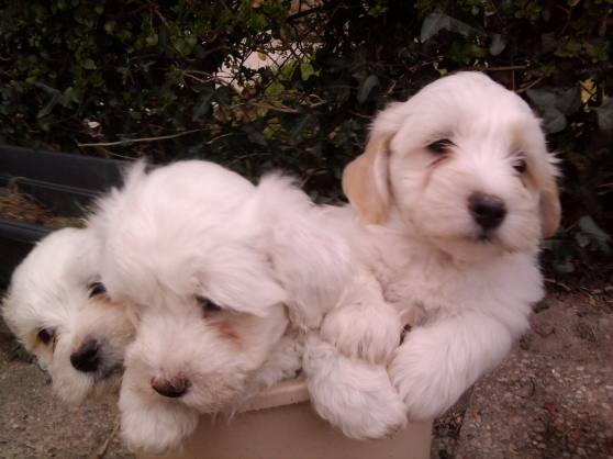 Donne 2 petites fifilles coton de tullear