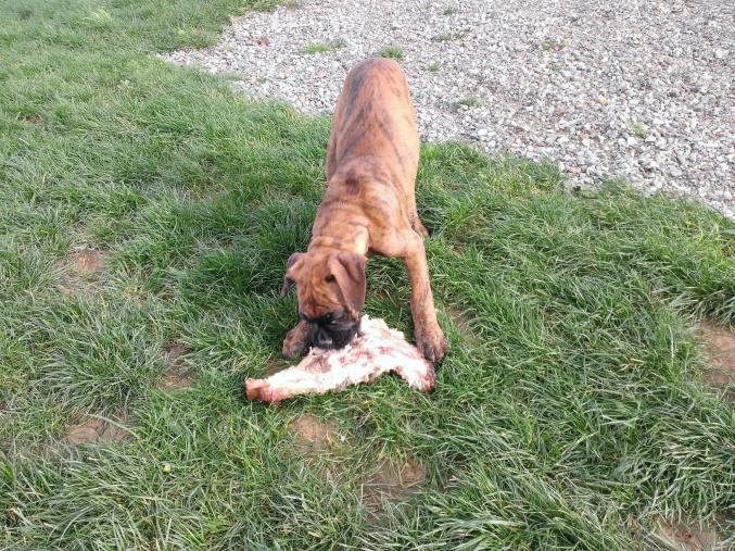 Belle femelle boxer non lof