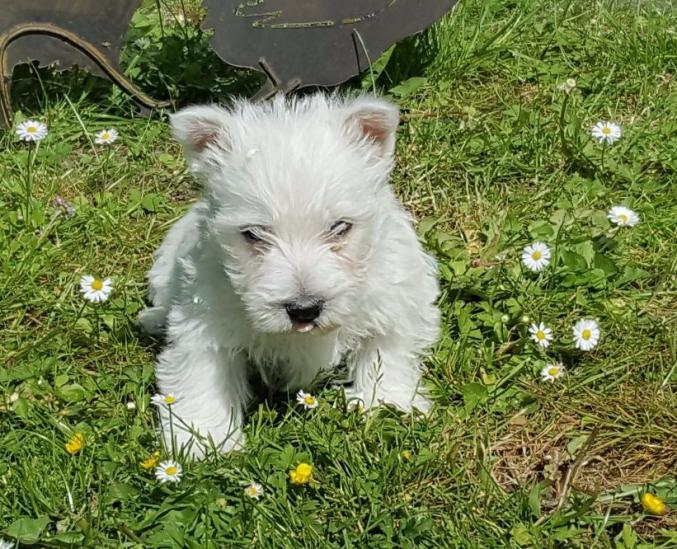 Cède Chiots West Higland Wite terrier(non LOf)