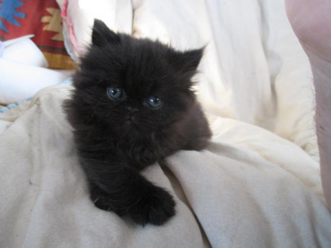 Chatons persans a réserver