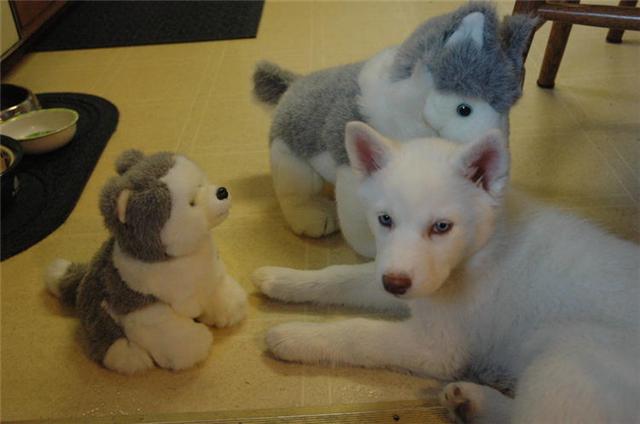 CHIOTS DE TYPE HUSKY SIBÉRIEN