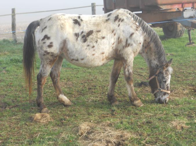 Jument poulinière Appaloosa 7 ans