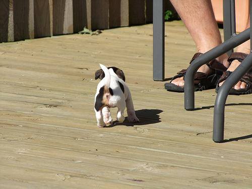 CHIOTS JACK  RUSSELL