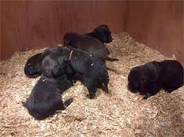 Chiots type labrador noir et chocolat