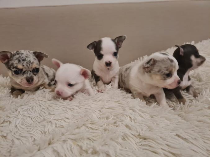 Adorable chiots chihuahuas 