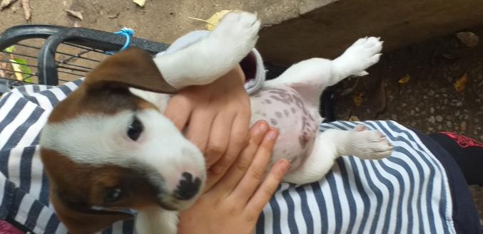 Chiots Jack russel