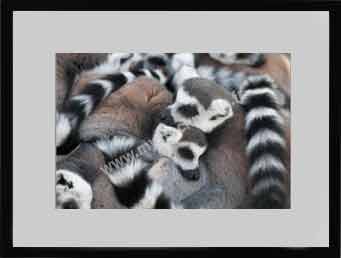 Photographies série Limitée encadrées et signées