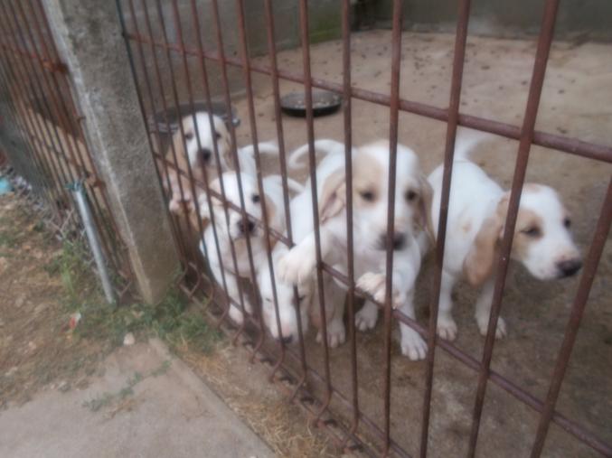 Chiot type porcelaine