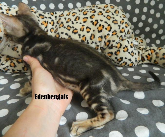 A réserver chatons BENGAL marbrés ou à rosettes 