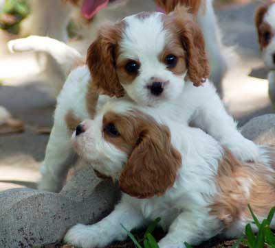 Chiots cavaliers king charles à reserver