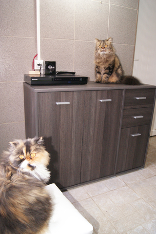 Pension pour chats en haute-vienne limousin 87