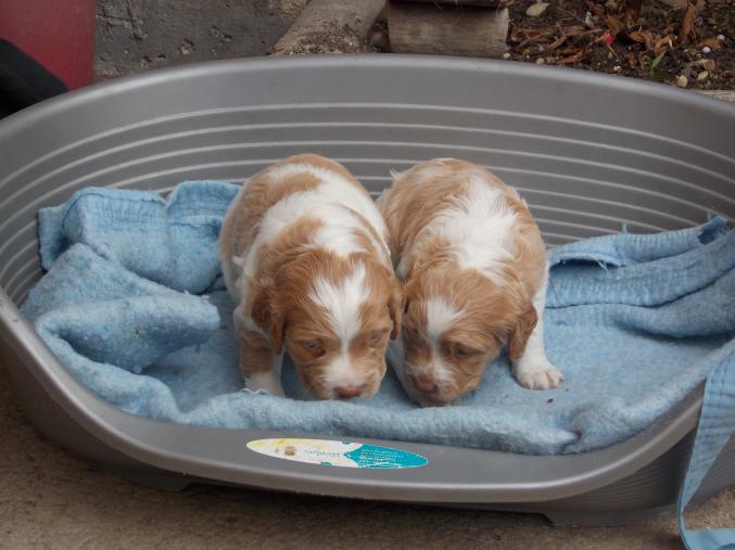 Chiots épagneul breton orange et blanc