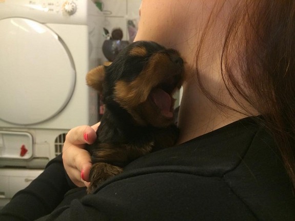 Yorkshire terrier chiot  femelle 