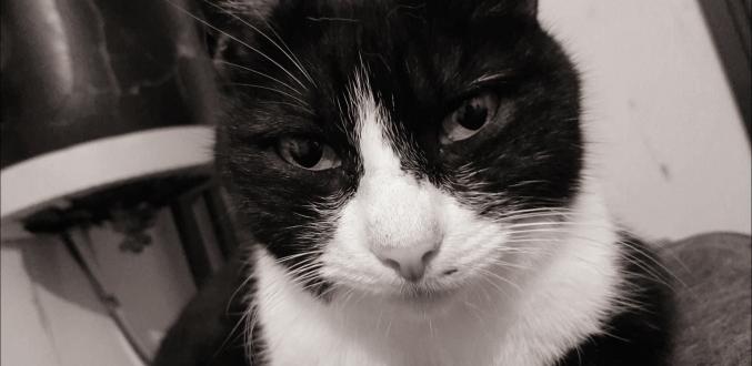 Garde d animaux à votre domicile 