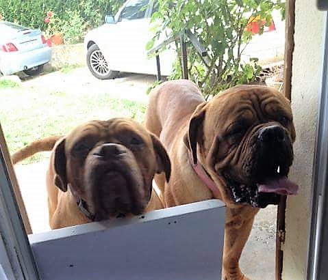 Chiot type dogue de bordeaux
